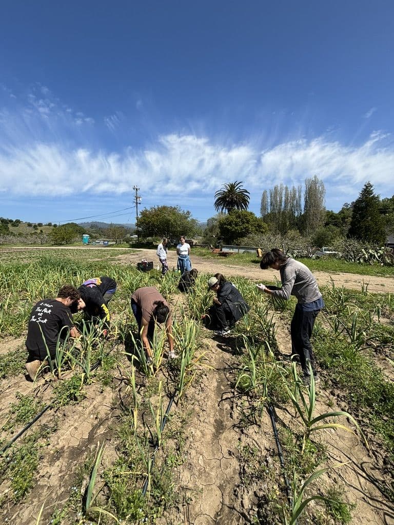 Students harvesting crops in a field